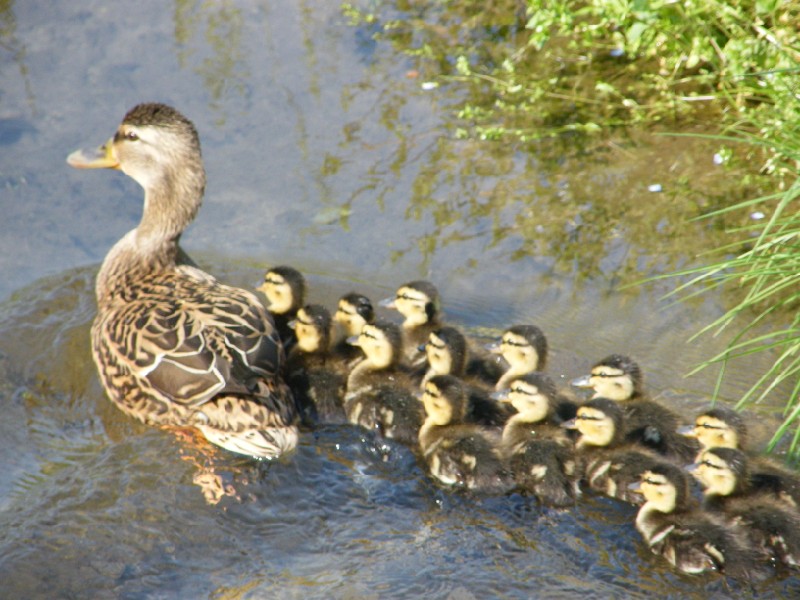 mamma anatra(germano reale)